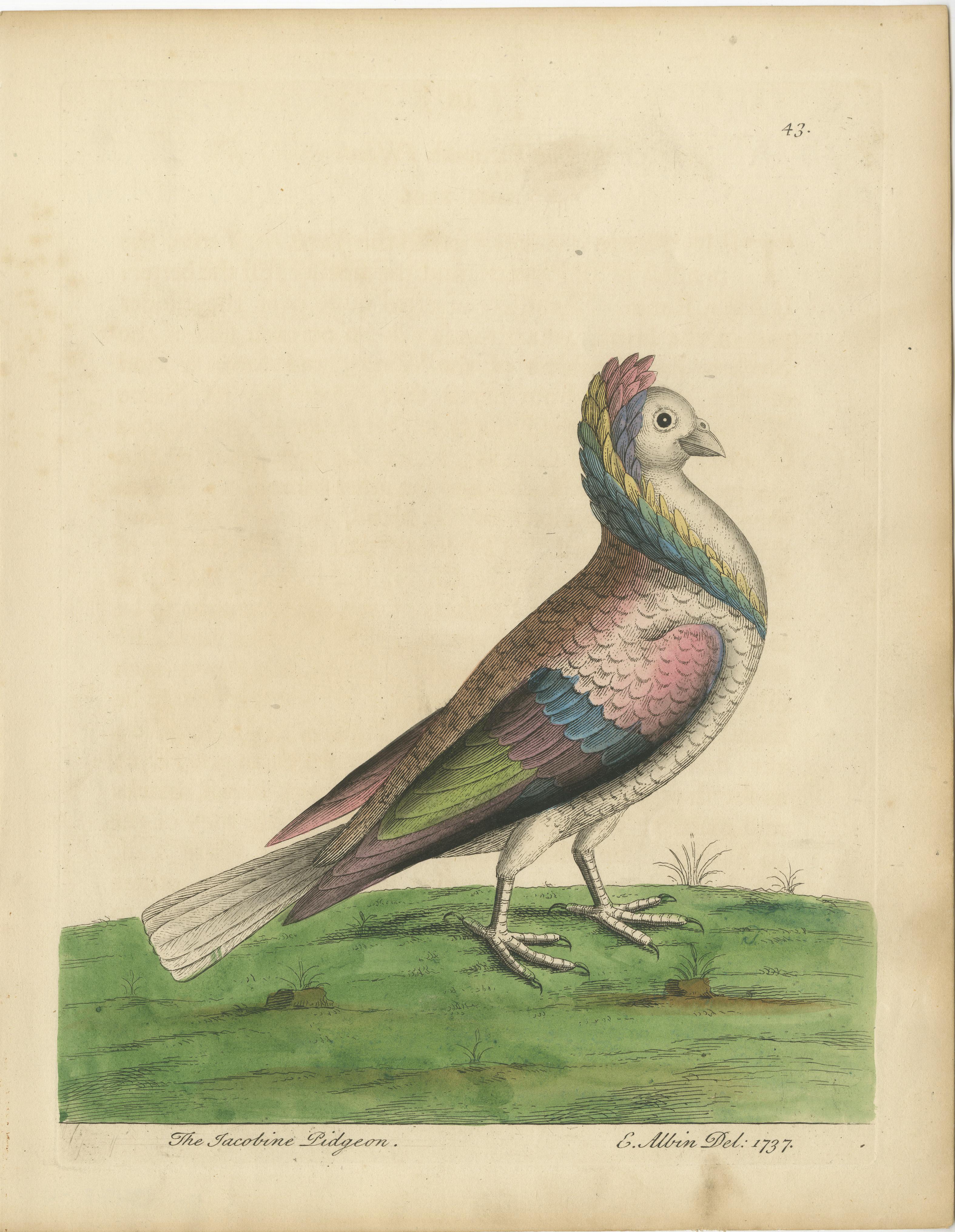 Grabado antiguo de aves titulado 