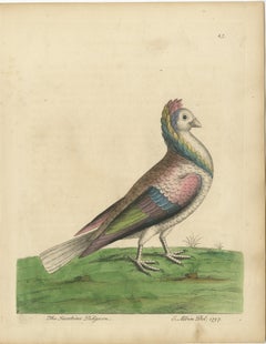 Antique Bird Print of a Jacobin Pigeon, Hand-Colored in 1740