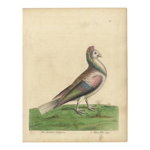 Antique Bird Print of a Jacobin Pigeon, Hand-Colored in 1740