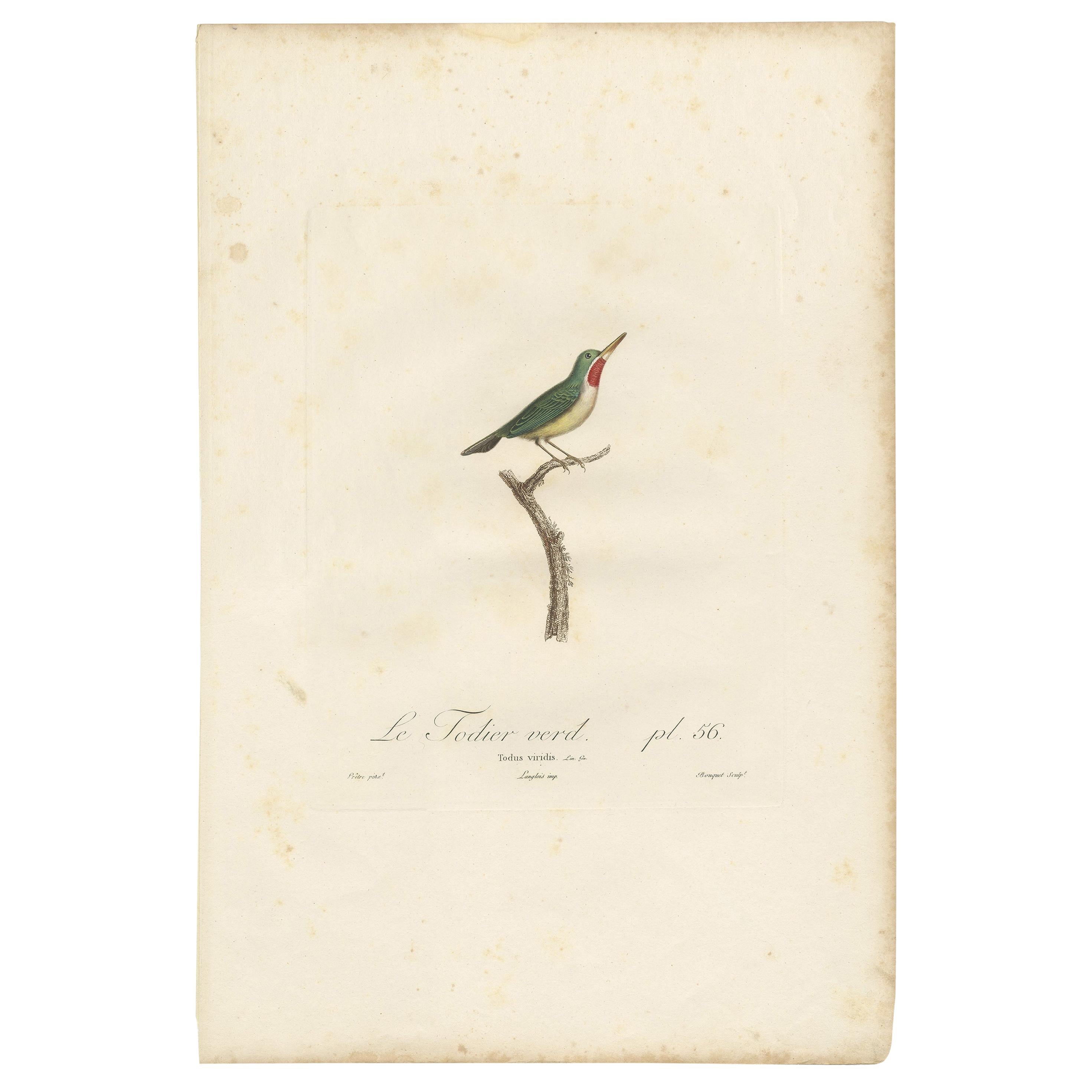 Antique bird print titled 'Le Todier Verd'. 

Original antique print of a Jamaican tody. This print originates from 'Histoire naturelle des oiseaux de l'Amérique septentrionale' by L. J. P. Vieillot. Published, 1807-1808. Engraved by Bouquet,