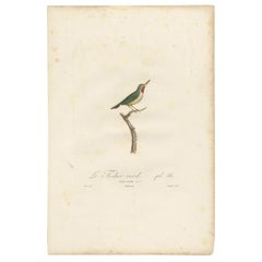 Beautiful and Rare Antique Bird Print of a Jamaican Tody by Vieillot, 1807