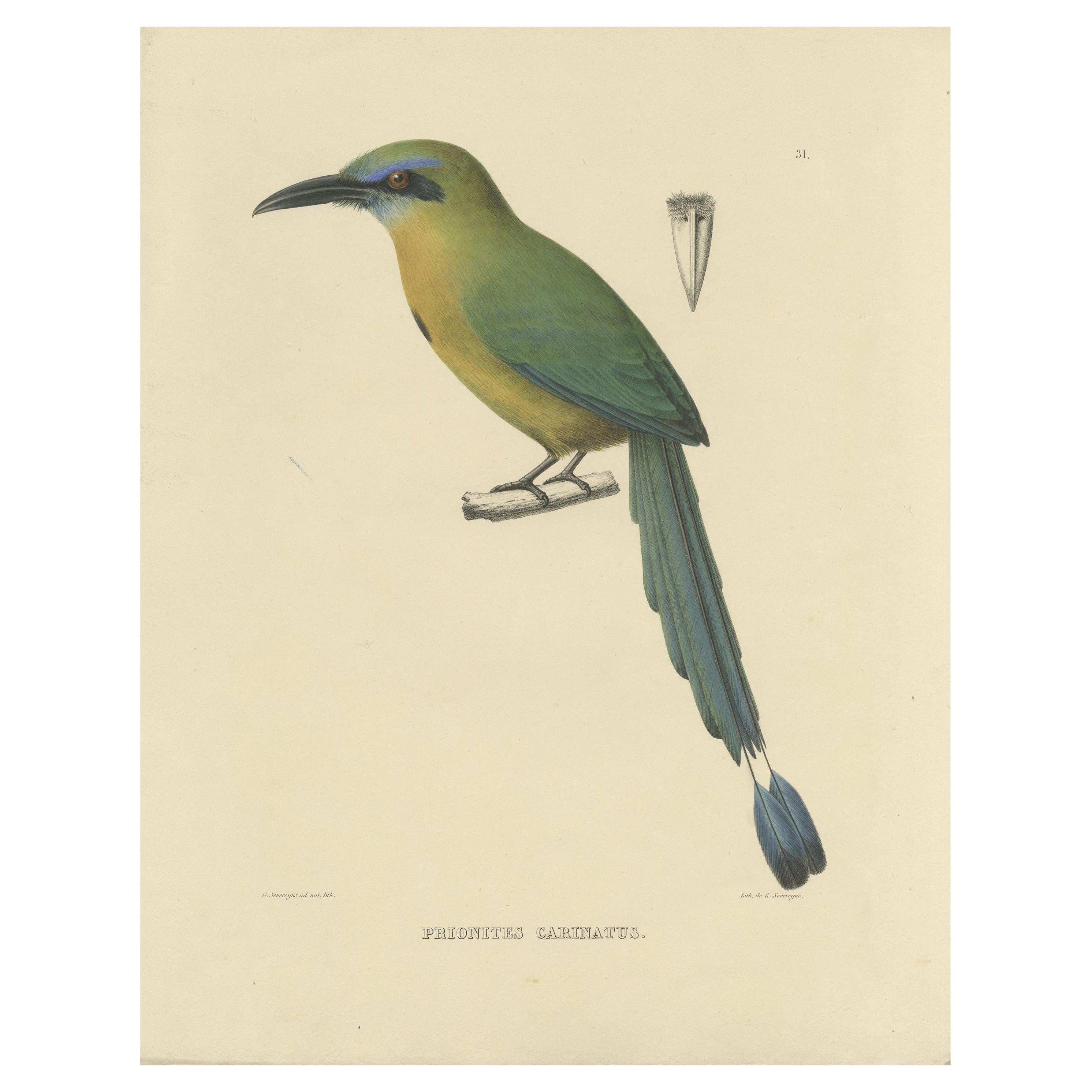 Original Antique Bird Print of a Keel-Billed Motmot, 'c.1850' For Sale