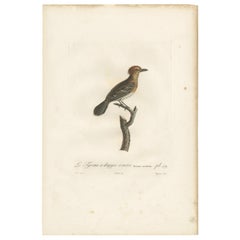 Impression ancienne d'oiseaux représentant un oiseau roi par Vieillot, 1807