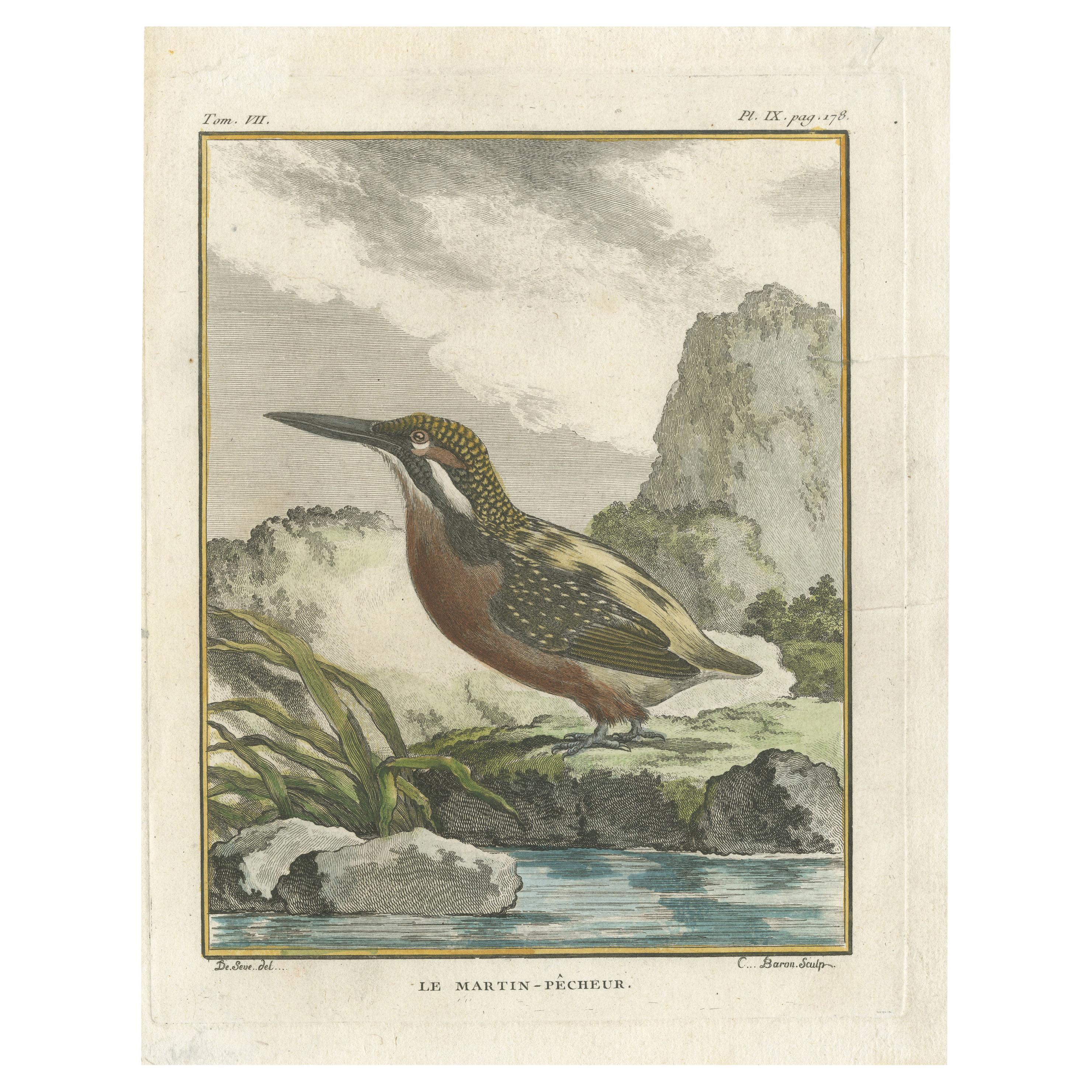 Antique Bird Print of a Kingfisher by Buffon '1780'