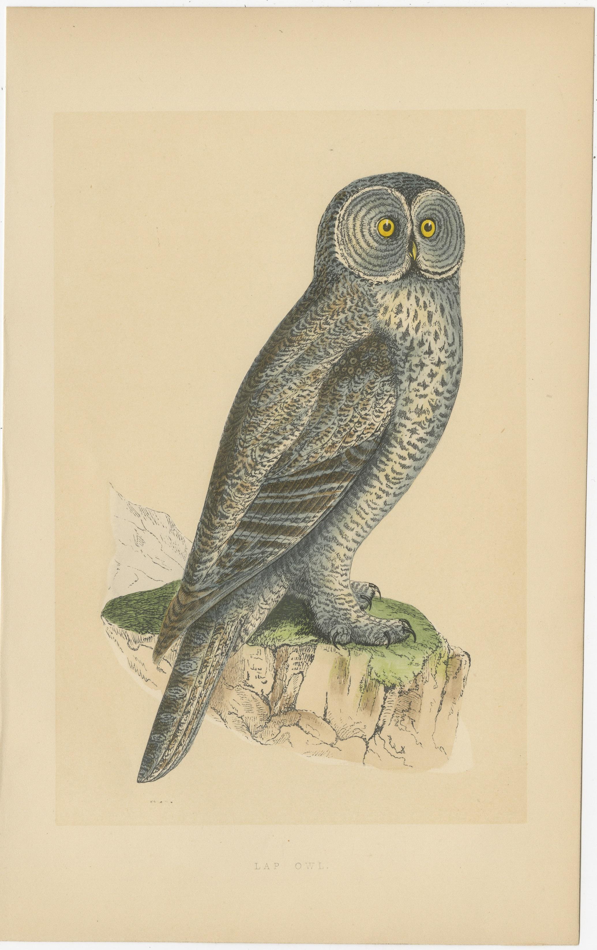 Gravure ancienne d'oiseau intitulée 'Lap Owl'. Gravure originale d'une chouette lapone. Cette estampe est tirée de 