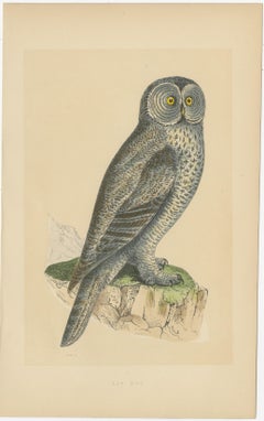 Antique Bird Print of a Lap Owl
