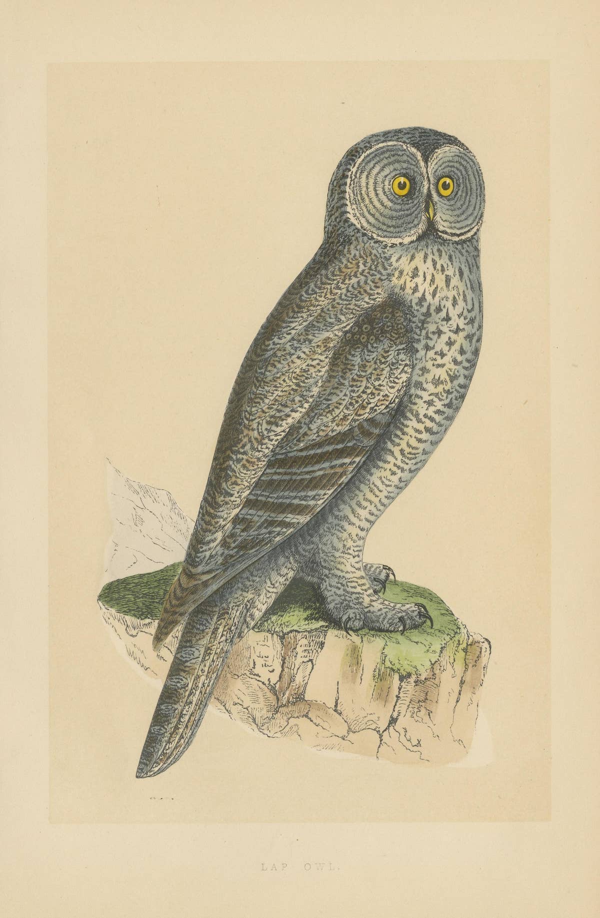 Antique Bird Print of a Lap Owl