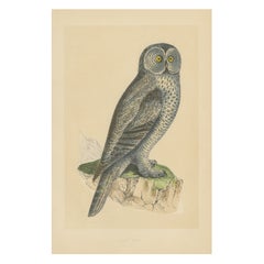 Gravure ancienne d'un hibou de Laponie