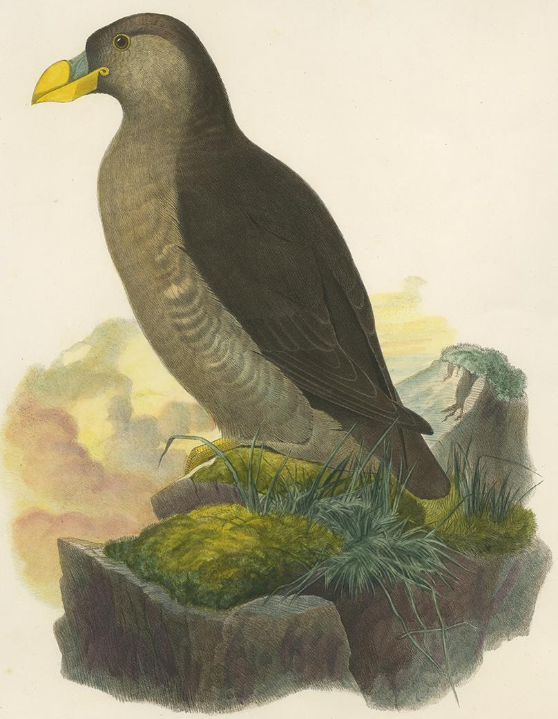 This print originates from 'The new and heretofore unfigured species of the birds of North America', published 1866-1869. Only 200 copies were printed. Lithographic printing by Bowen & Co, Philadelphia.