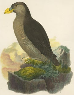 Antique Bird Print of a Latham's Guillemot Made after J. Wolf, 1868