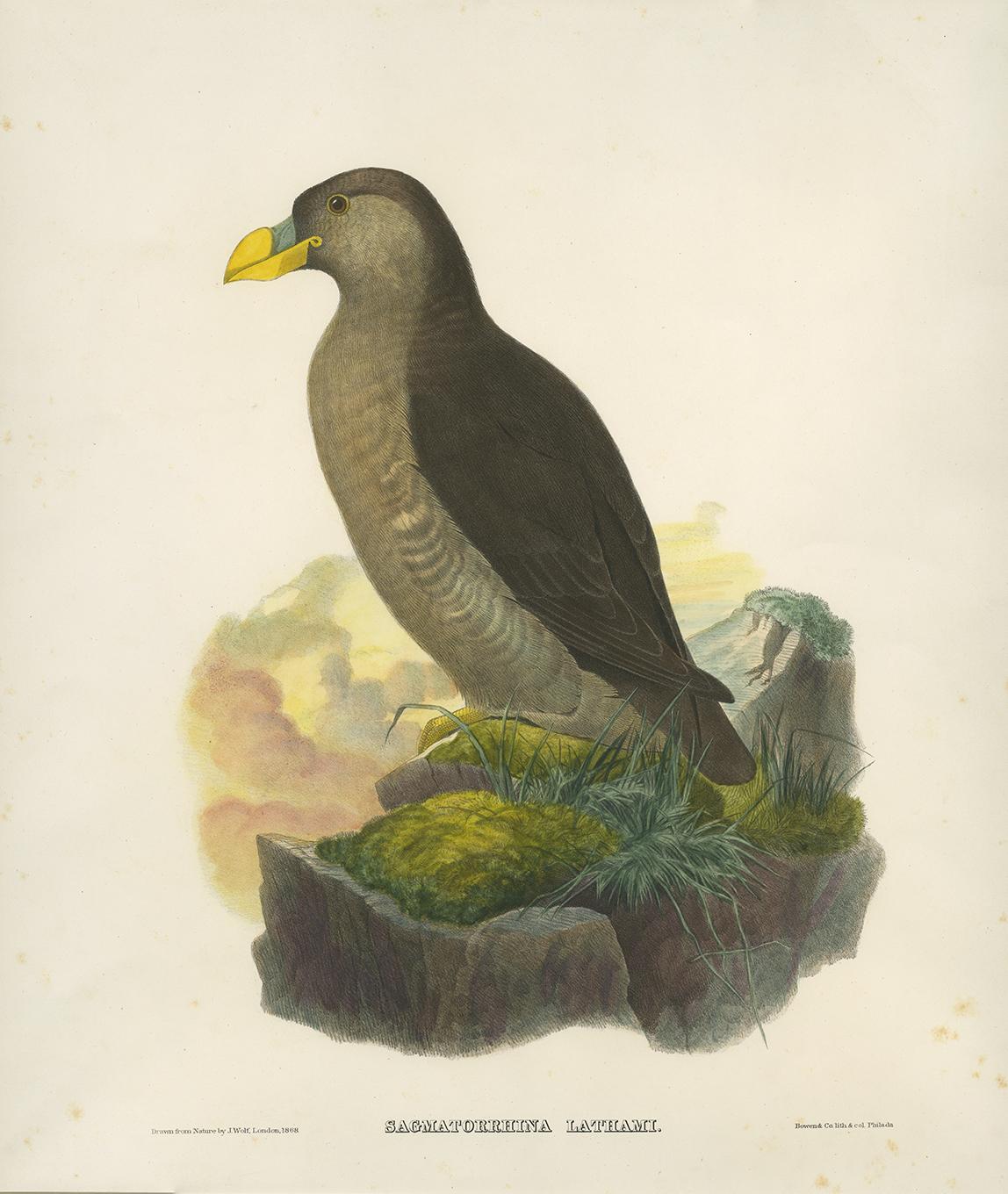 Antique Bird Print of a Latham's Guillemot Made after J. Wolf, 1868 In Good Condition For Sale In Langweer, NL