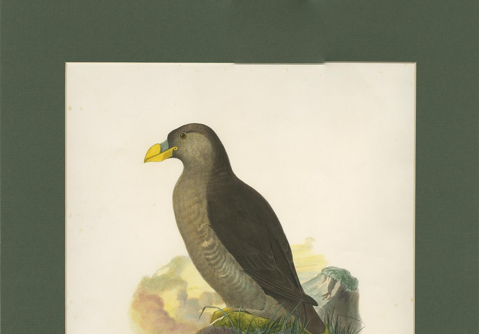 19th Century Antique Bird Print of a Latham's Guillemot Made after J. Wolf, 1868 For Sale