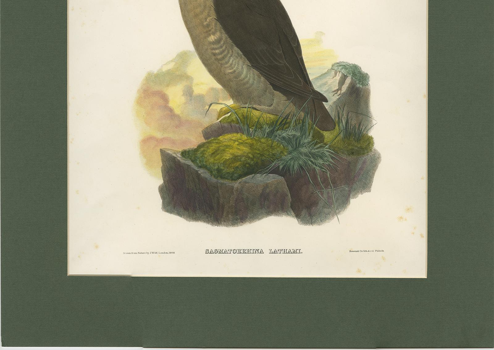 Paper Antique Bird Print of a Latham's Guillemot Made after J. Wolf, 1868 For Sale