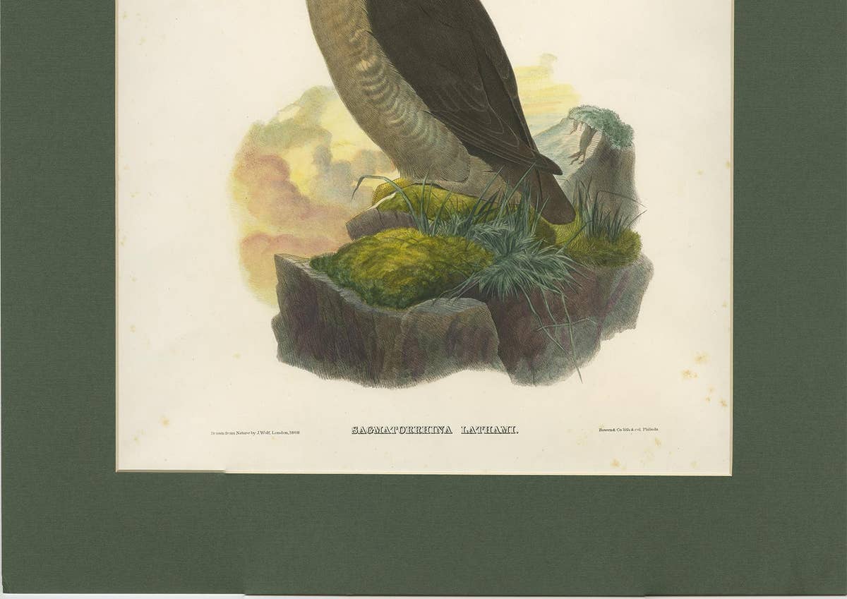 Antique Bird Print of a Latham's Guillemot Made after J. Wolf, 1868