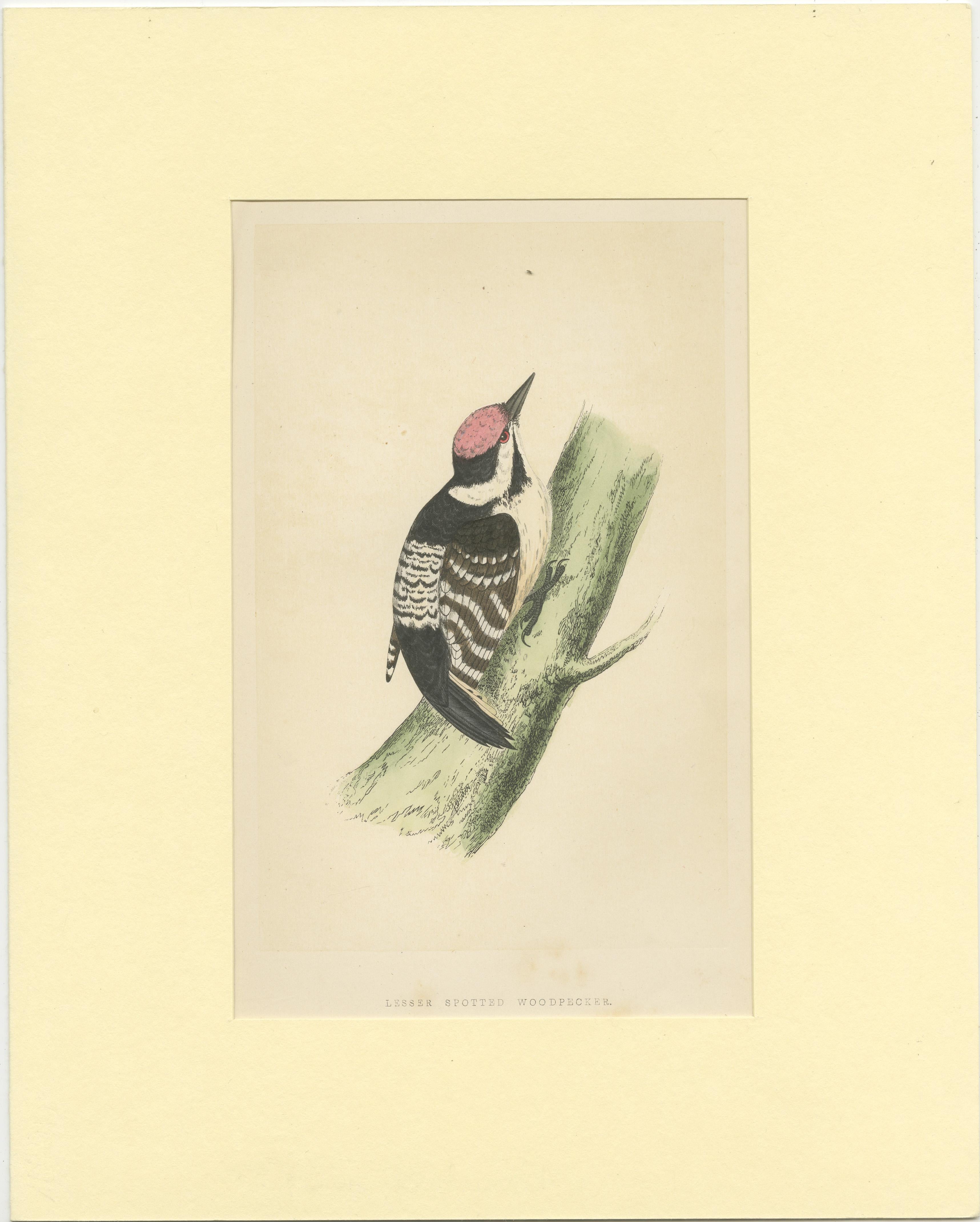 Original antique bird print of a lesser spotted woodpecker. This print originates from 