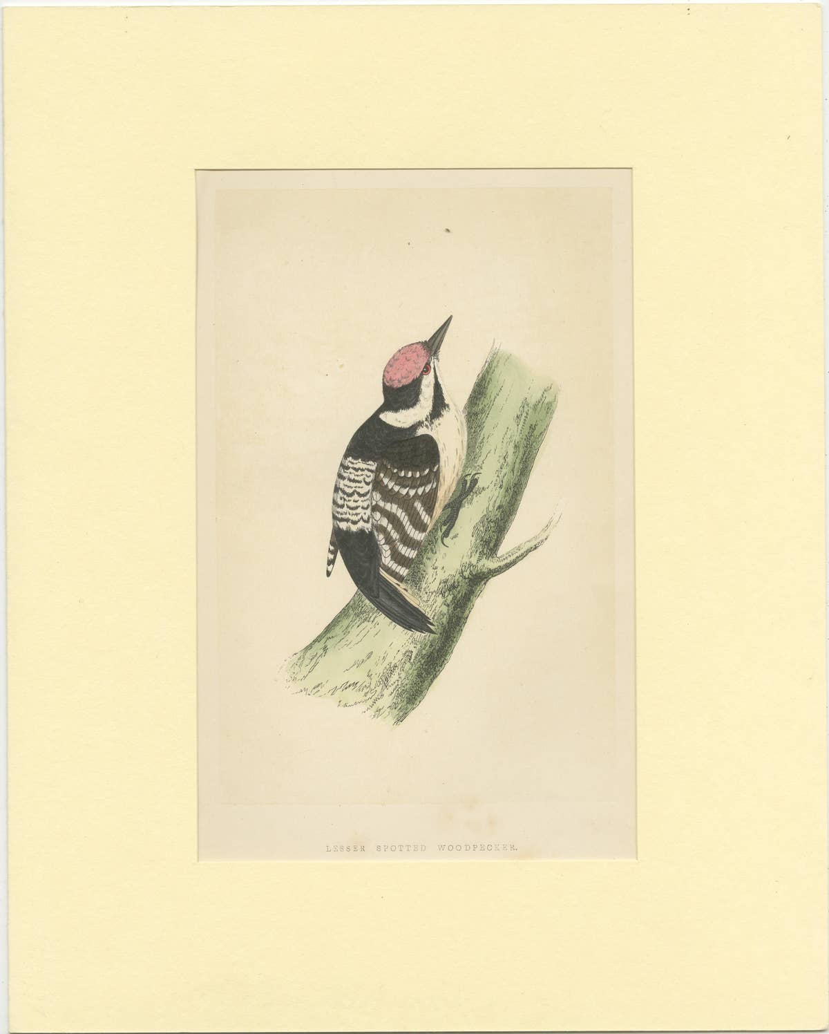 Antique Bird Print of a Lesser Spotted Woodpecker