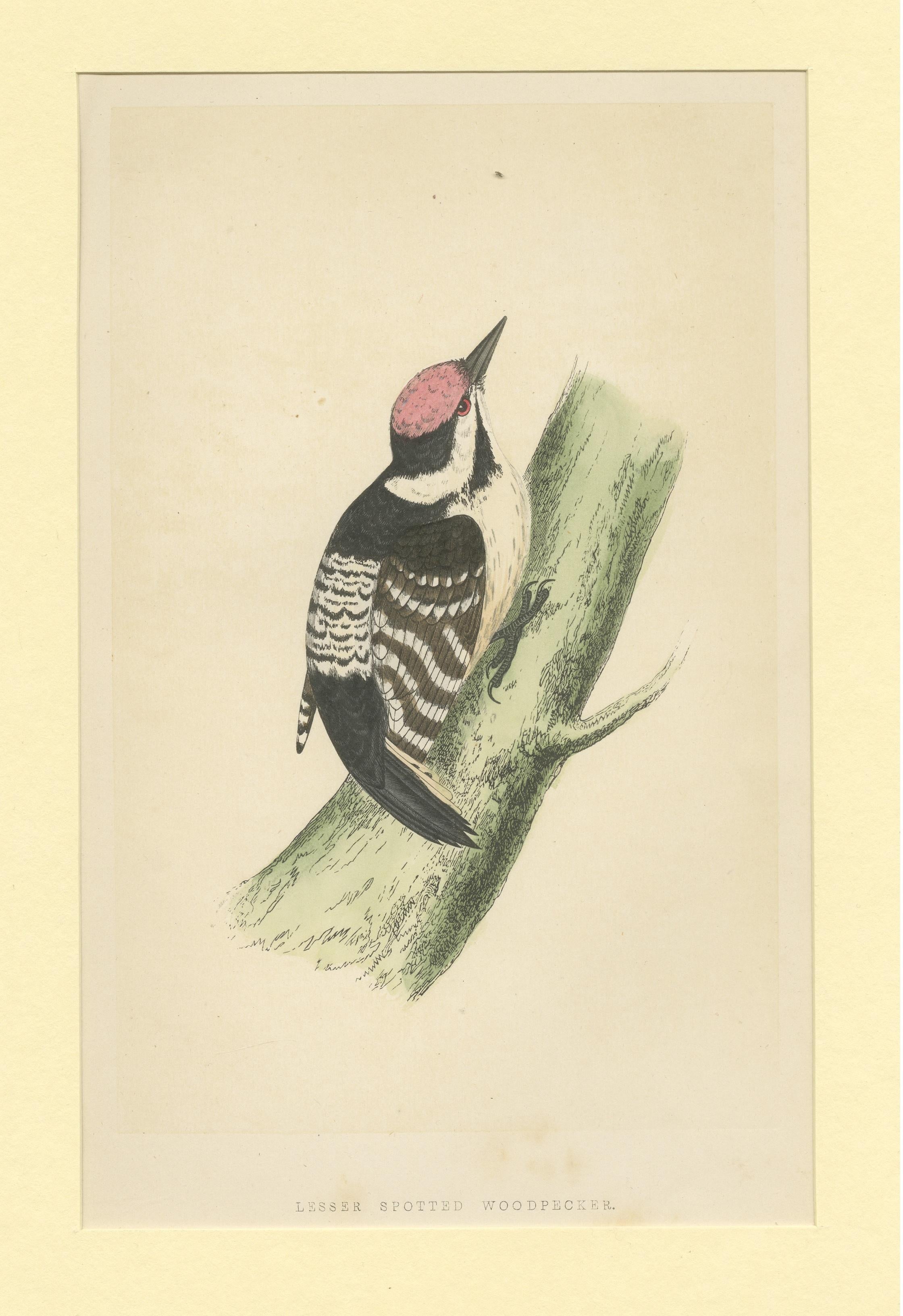 woodpecker for sale