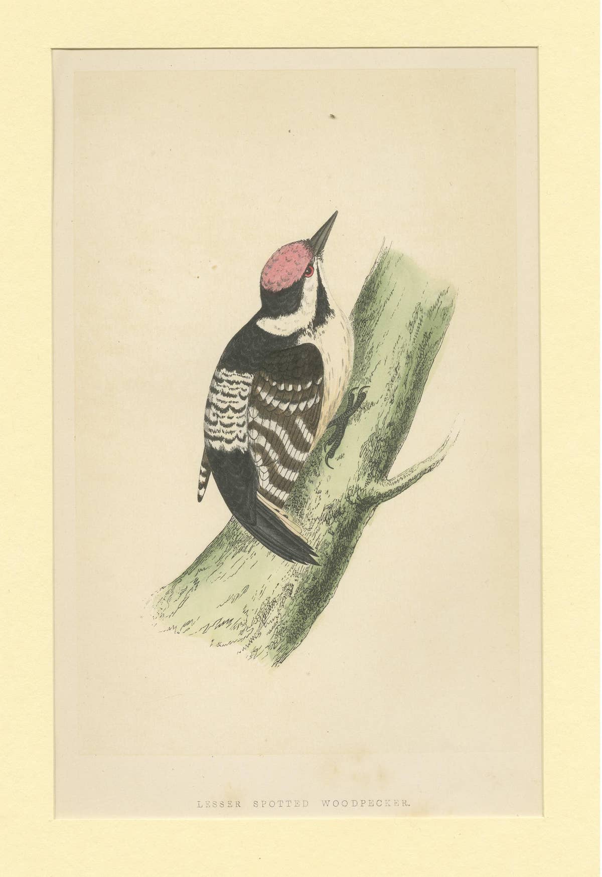 Antique Bird Print of a Lesser Spotted Woodpecker