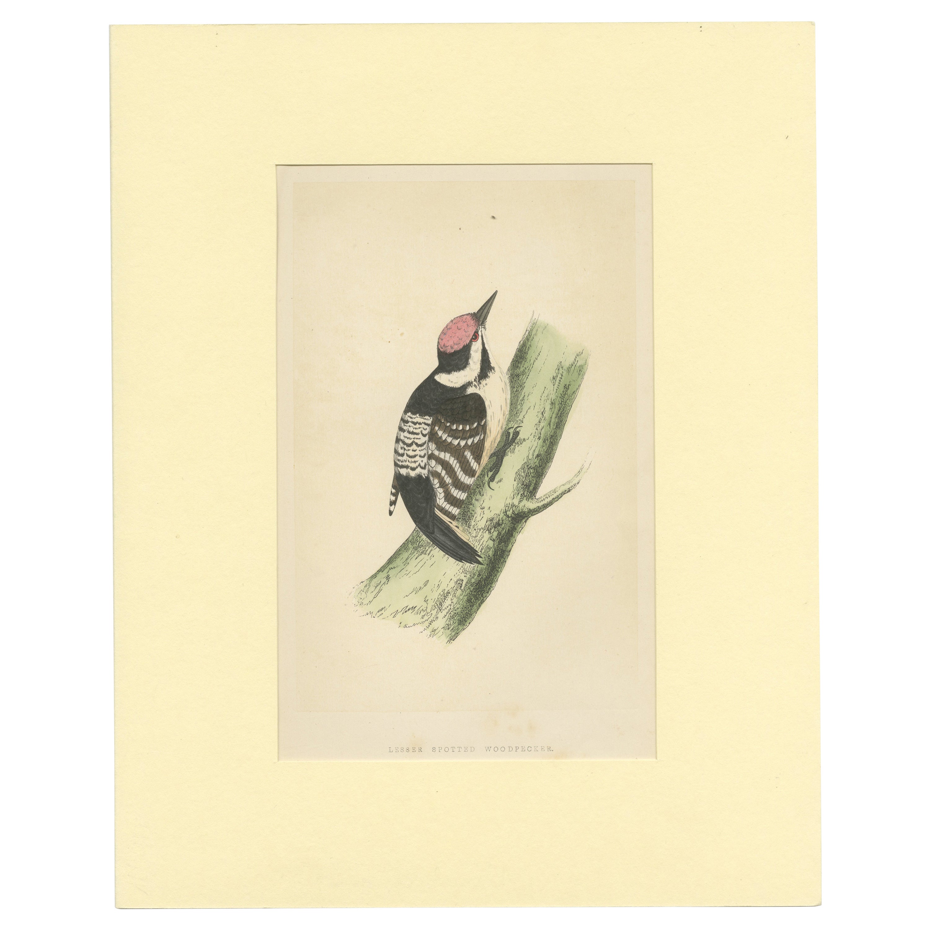 Grabado antiguo de un pájaro carpintero chico