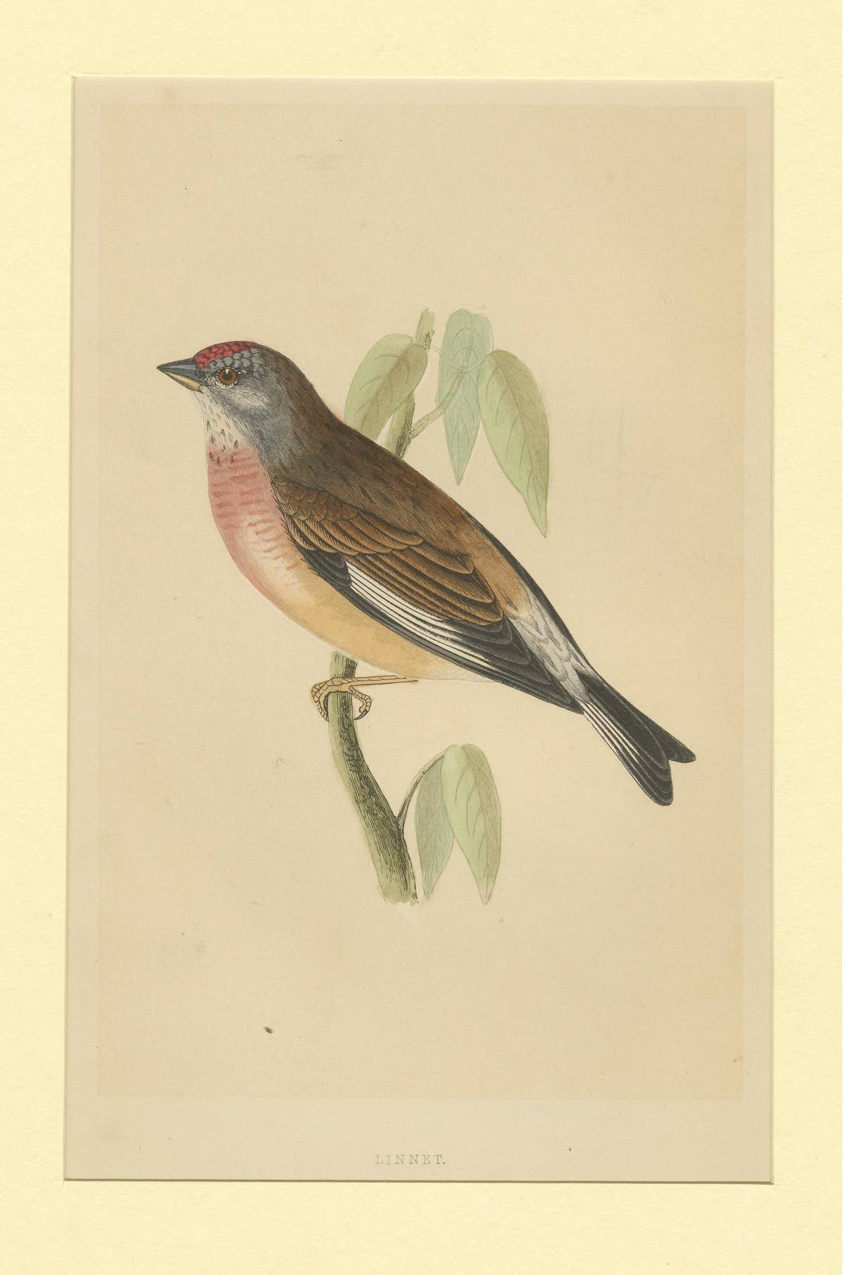 Antique Bird Print of a Linnet