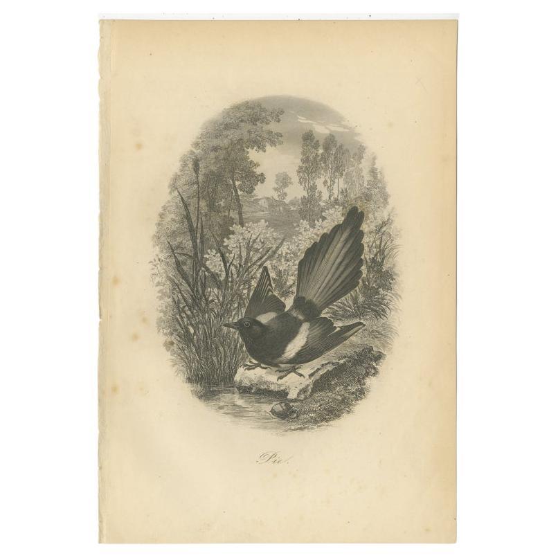 Antique bird print titled 'Pie'. Original print of a magpie. This print originates from 'Histoire Naturelle des Oiseaux' by M. Emm. le Maout. Published 1853. 

Artists and Engravers: Jean-Emmanuel-Marie Le Maout (29 December 1799, Guingamp – 23