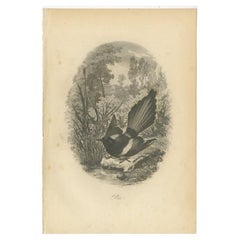 Antique Bird Print of a Magpie, 1853