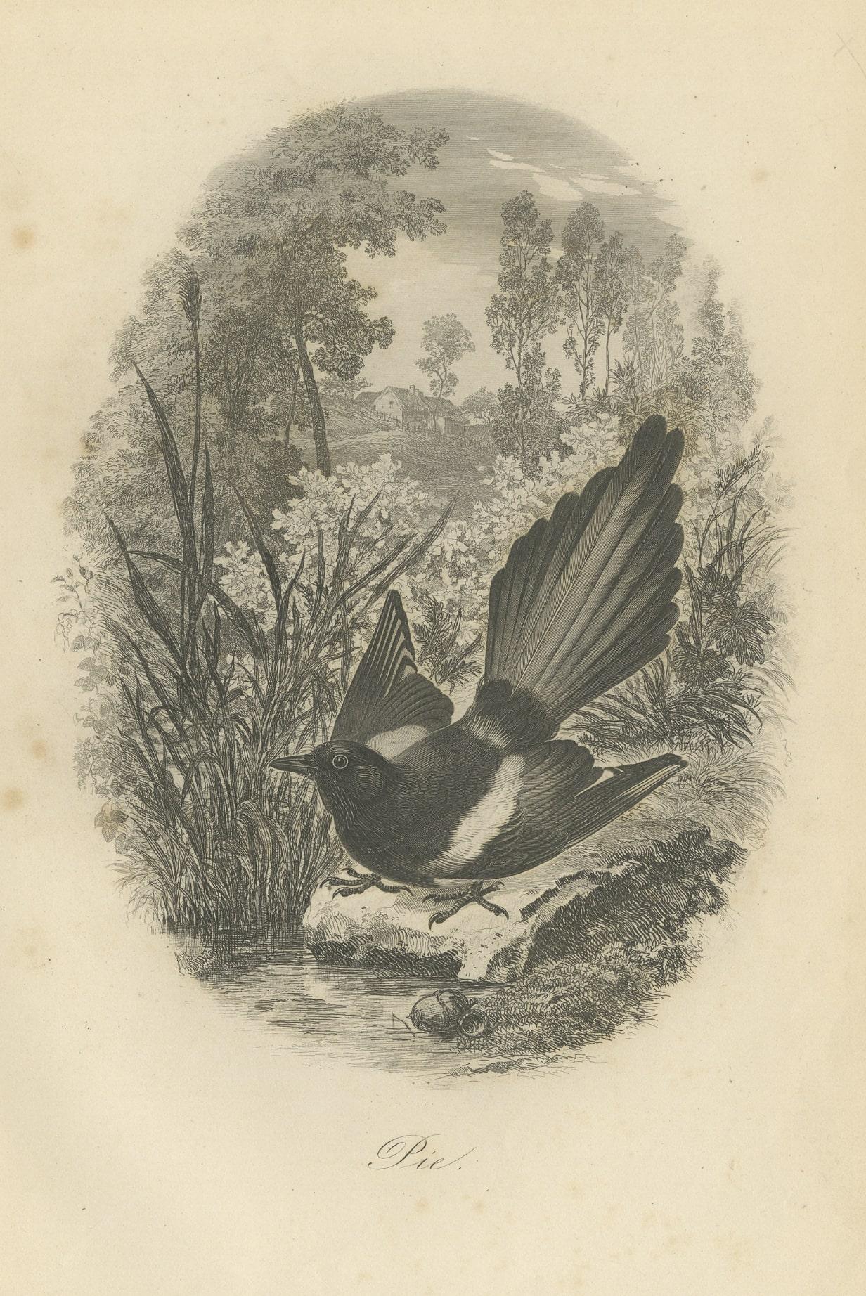 Paper Antique Bird Print of a Magpie, 1853 For Sale