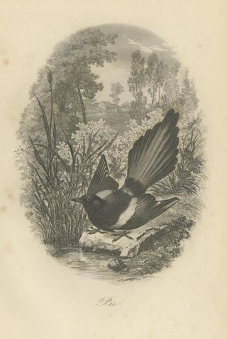 Antique Bird Print of a Magpie, 1853, view 3
