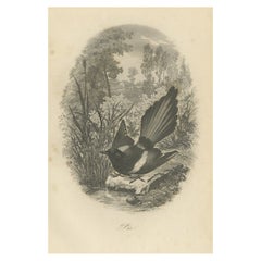 Antiker antiker Vogeldruck eines Magpie, 1853