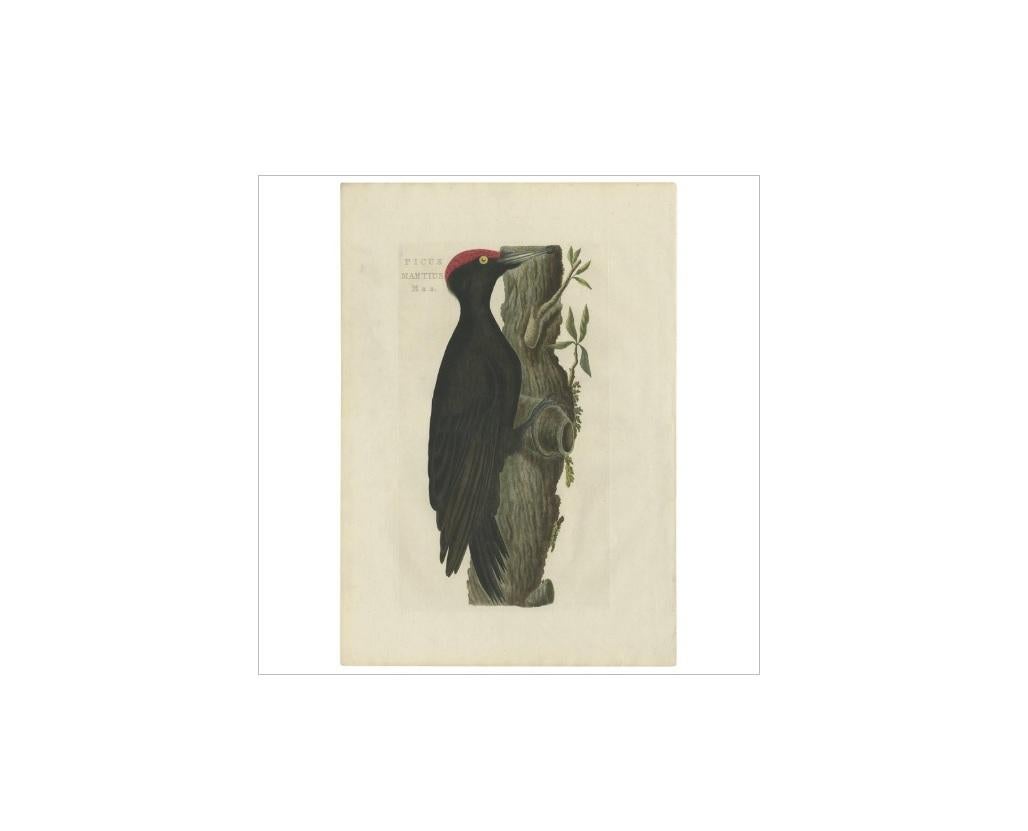Antique print titled 'Picus Martius Mas'. The black woodpecker (Dryocopus martius) is a large woodpecker that lives in mature forest across the northern palearctic. It is the sole representative of its genus in that region. Its range is expanding in