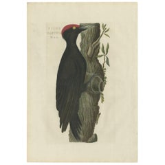Antique Bird Print of a Male Black Woodpecker by Sepp & Nozeman, 1809