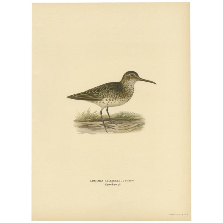 Impression ancienne d'oiseau d'un tapissier mâle à boules de brocart par Von Wright, 1929