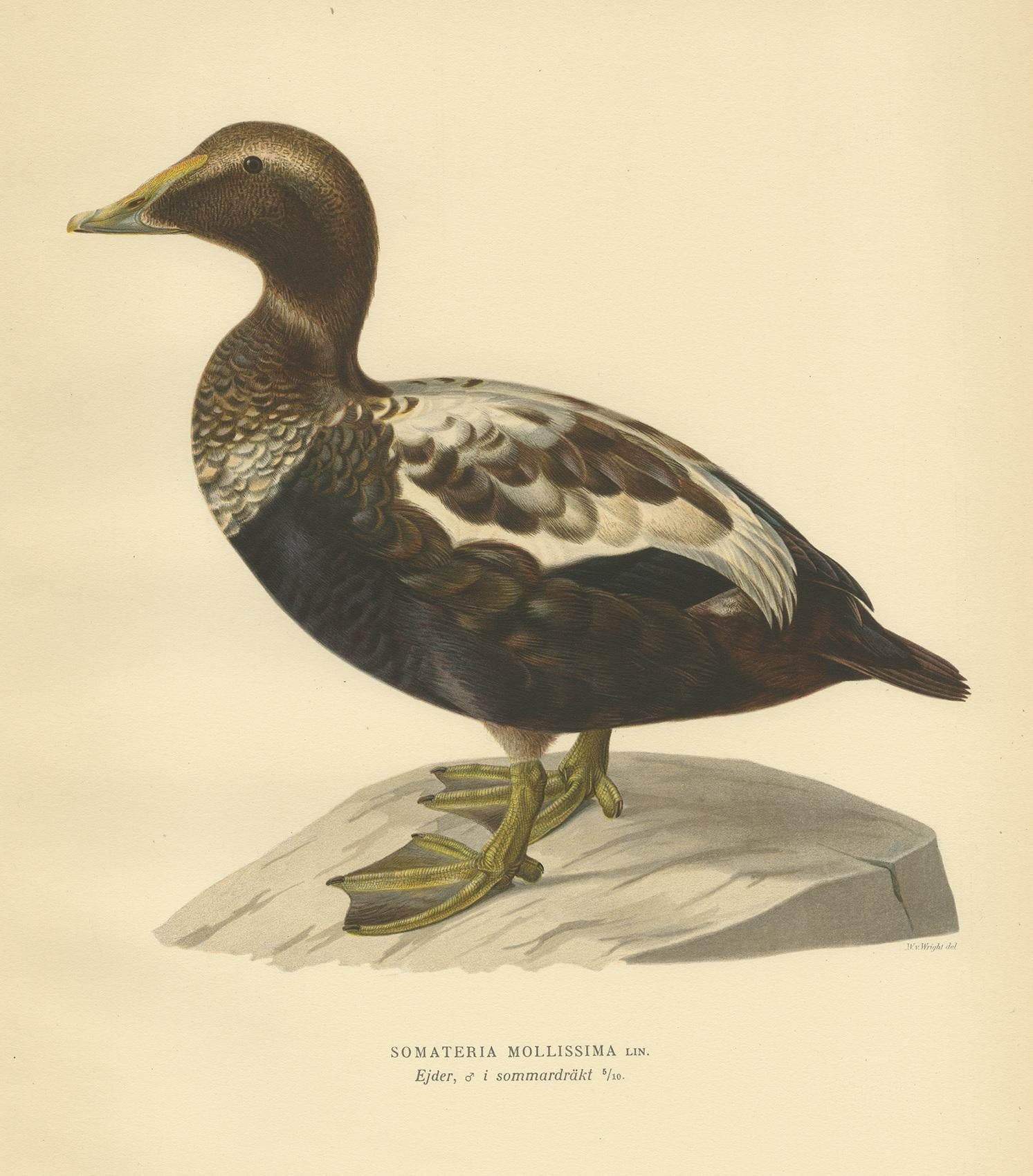 Antique bird print titled 'Somateria Mollissima'. Old bird print depicting a male common eider. This print originates from 'Svenska Foglar Efter Naturen Och Pa Stenritade' by Magnus von Wright.