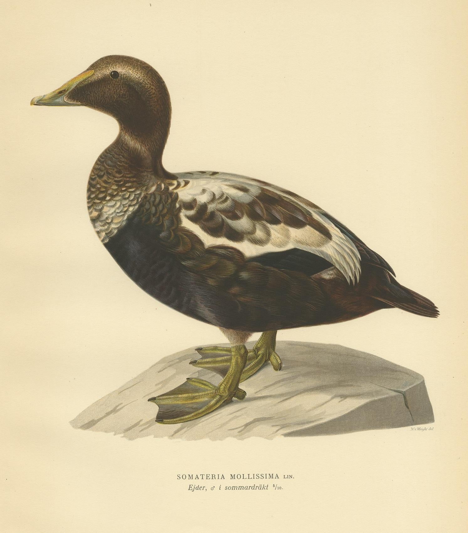 Antique Bird Print of a Male Common Eider by Von Wright, '1929' In Good Condition For Sale In Langweer, NL
