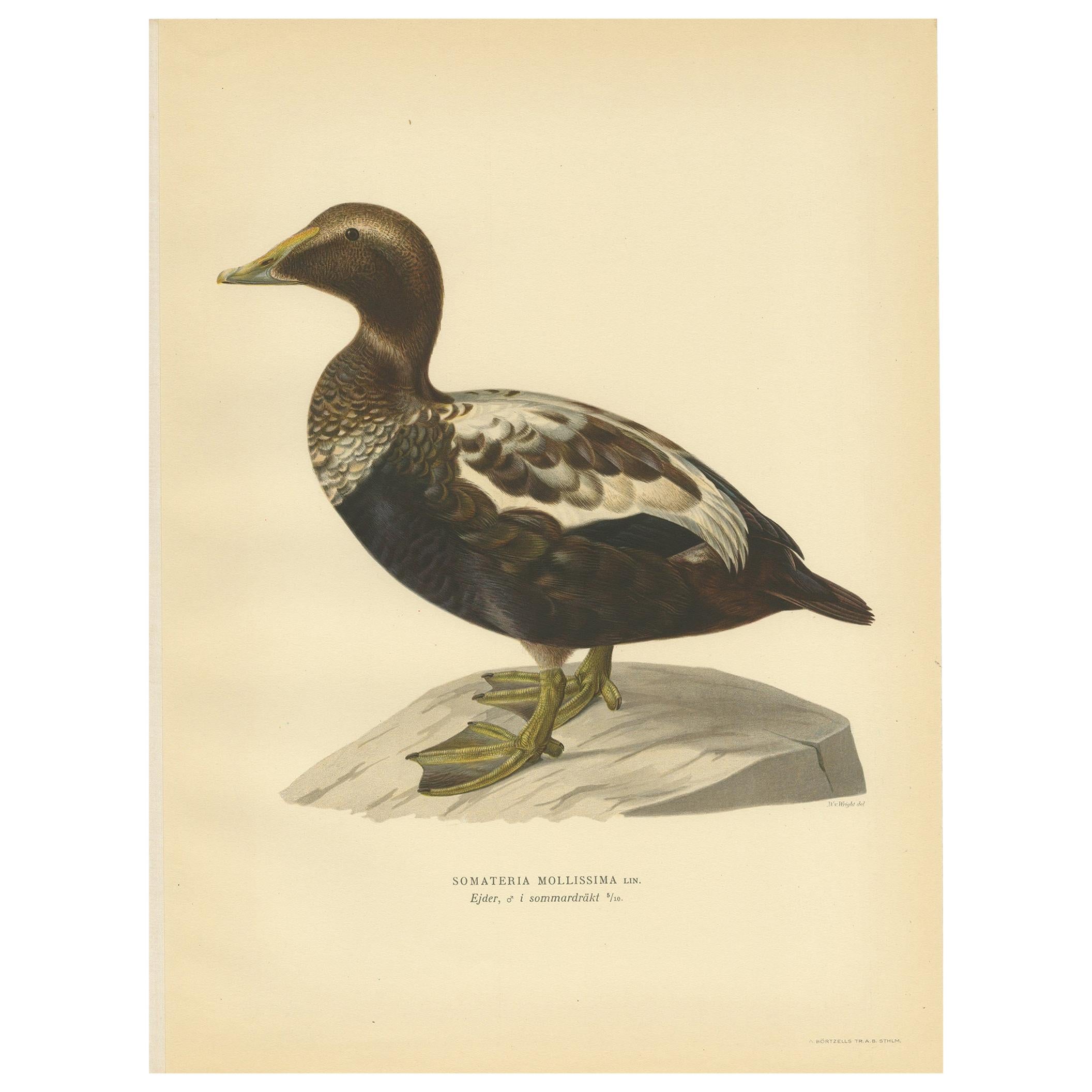 Antique Bird Print of a Male Common Eider by Von Wright, '1929' For Sale
