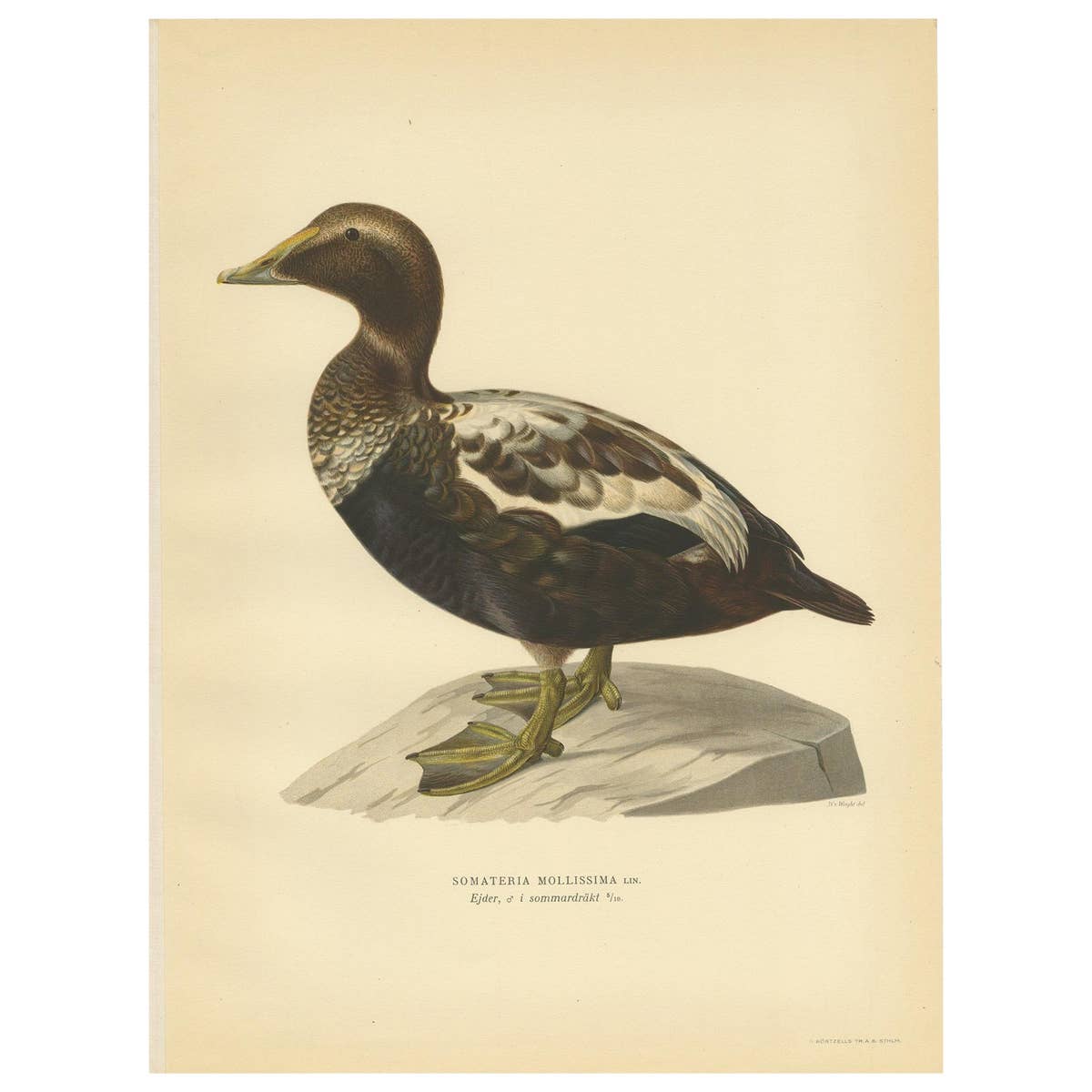 Antique Bird Print of a Male Common Eider by Von Wright, '1929'