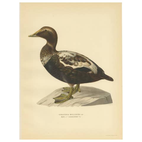 Antique Bird Print of a Male Common Eider by Von Wright, '1929'