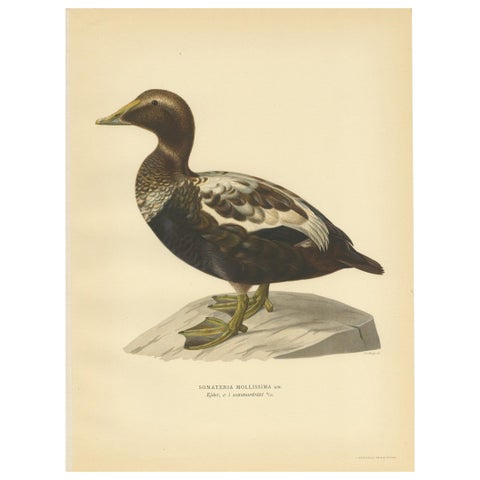 Antique Bird Print of a Male Common Eider by Von Wright, '1929'