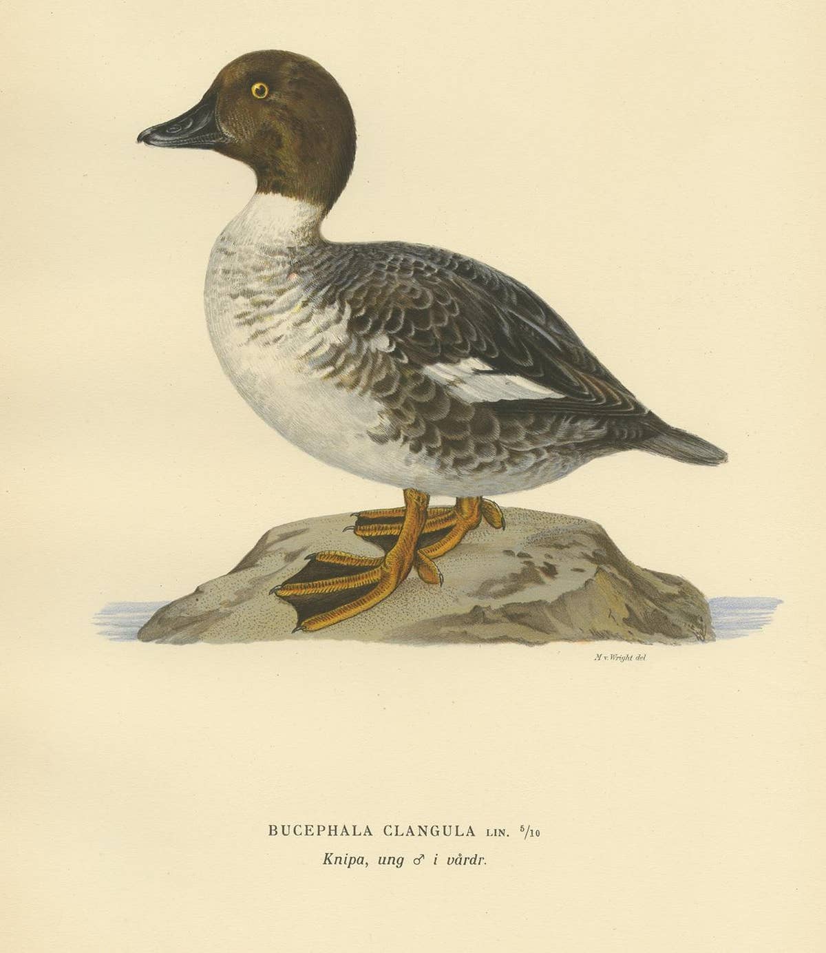Antique Bird Print of a Male Common Goldeneye by Von Wright, 1929