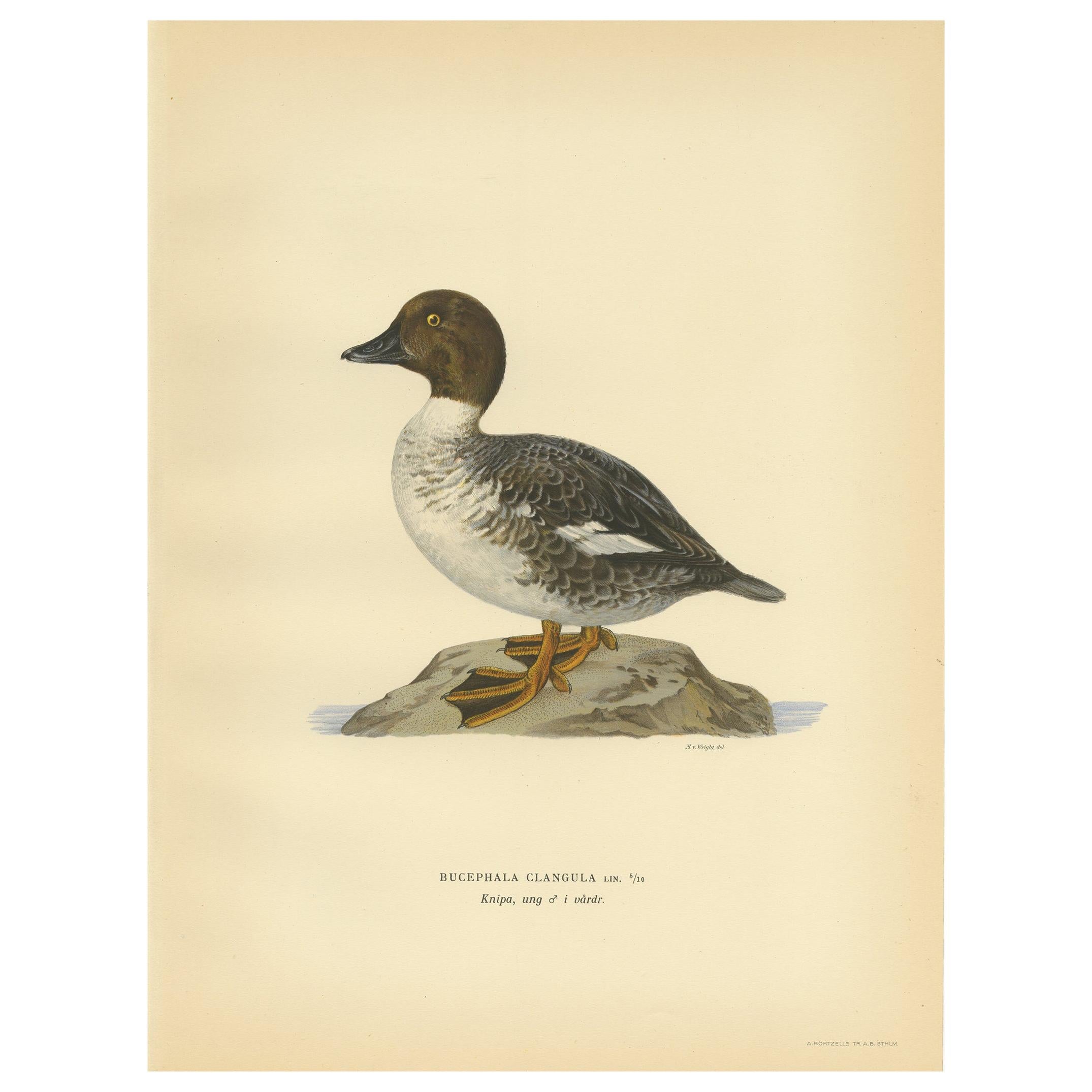 Antique Bird Print of a Male Common Goldeneye by Von Wright, 1929 For Sale