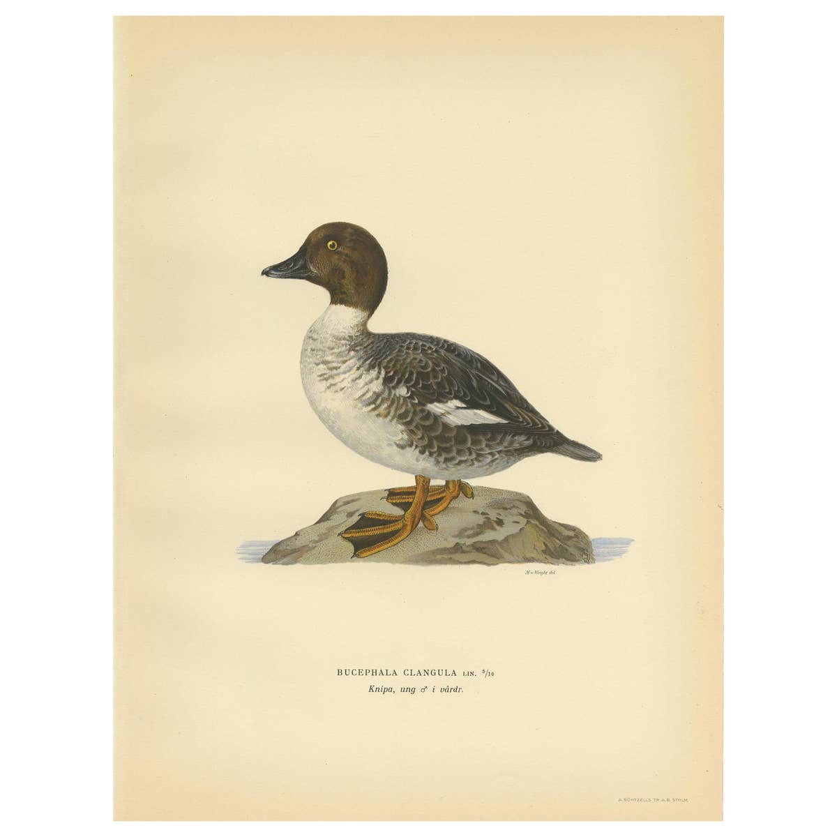 Antique Bird Print of a Male Common Goldeneye by Von Wright, 1929