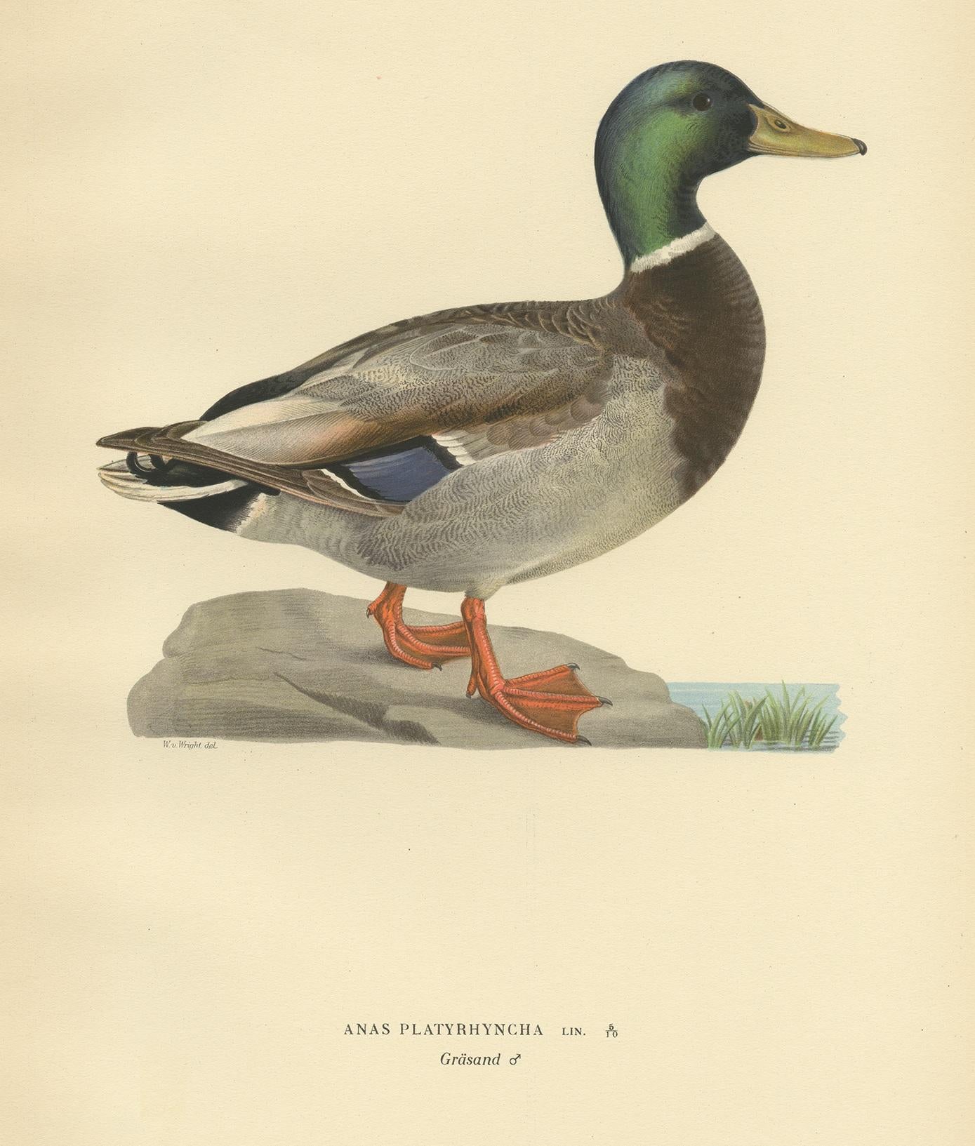 Antique Bird Print of a Male Domestic Duck by Von Wright '1929' In Good Condition In Langweer, NL