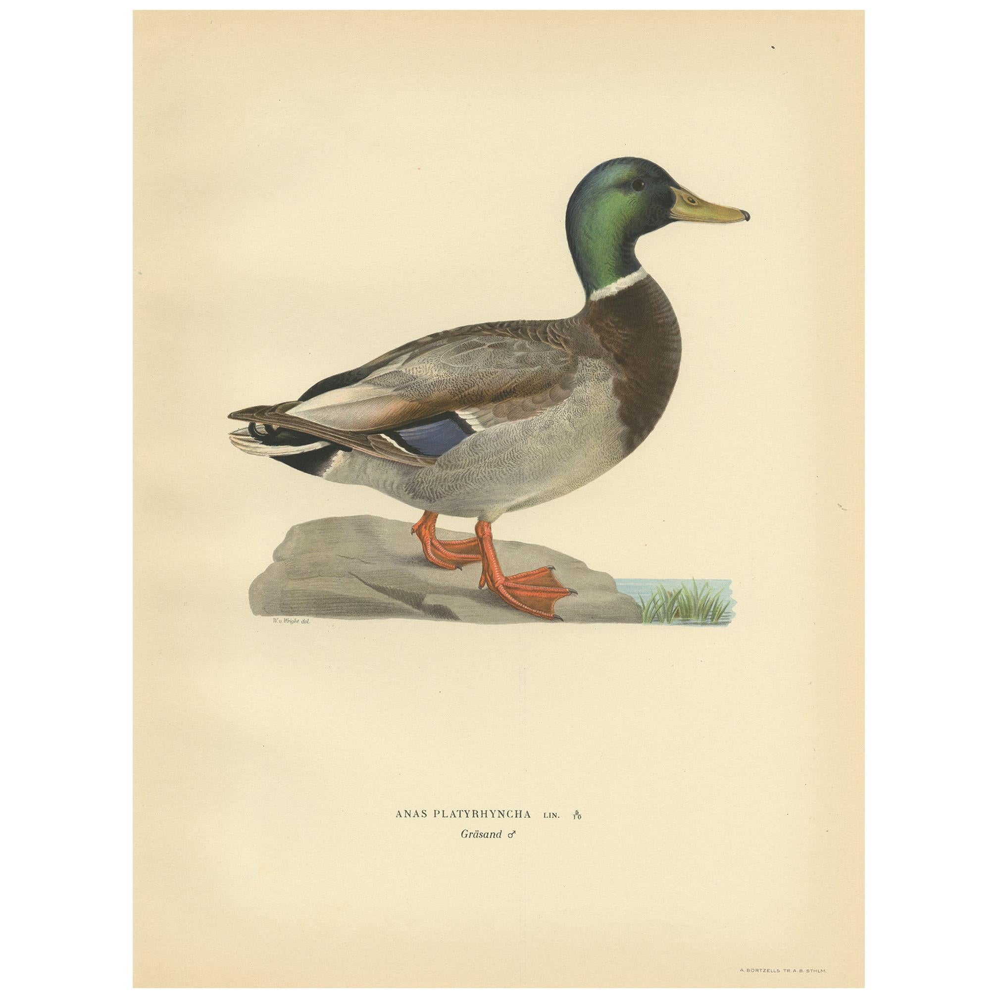 Antique Bird Print of a Male Domestic Duck by Von Wright '1929'