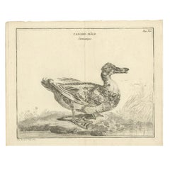 Antique Bird Print of a Male Duck by Fessard '1819'