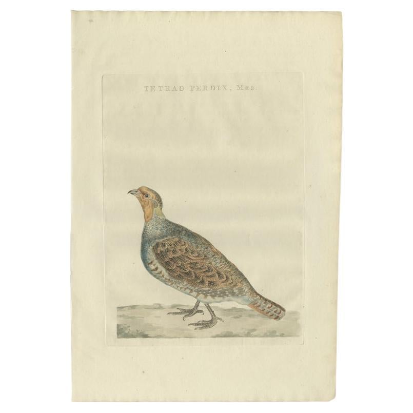 Antique Bird Print of a Male Grey Partridge by Sepp & Nozeman, 1789 For Sale