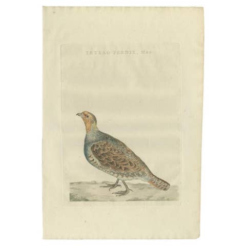 Antique Bird Print of a Male Grey Partridge by Sepp & Nozeman, 1789