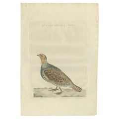 Impression ancienne d'un oiseau gris masculin en partridge par Sepp & Nozeman, 1789
