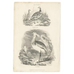 Antique Bird Print of a Male Little Bustard and a Great Bustard by Partington