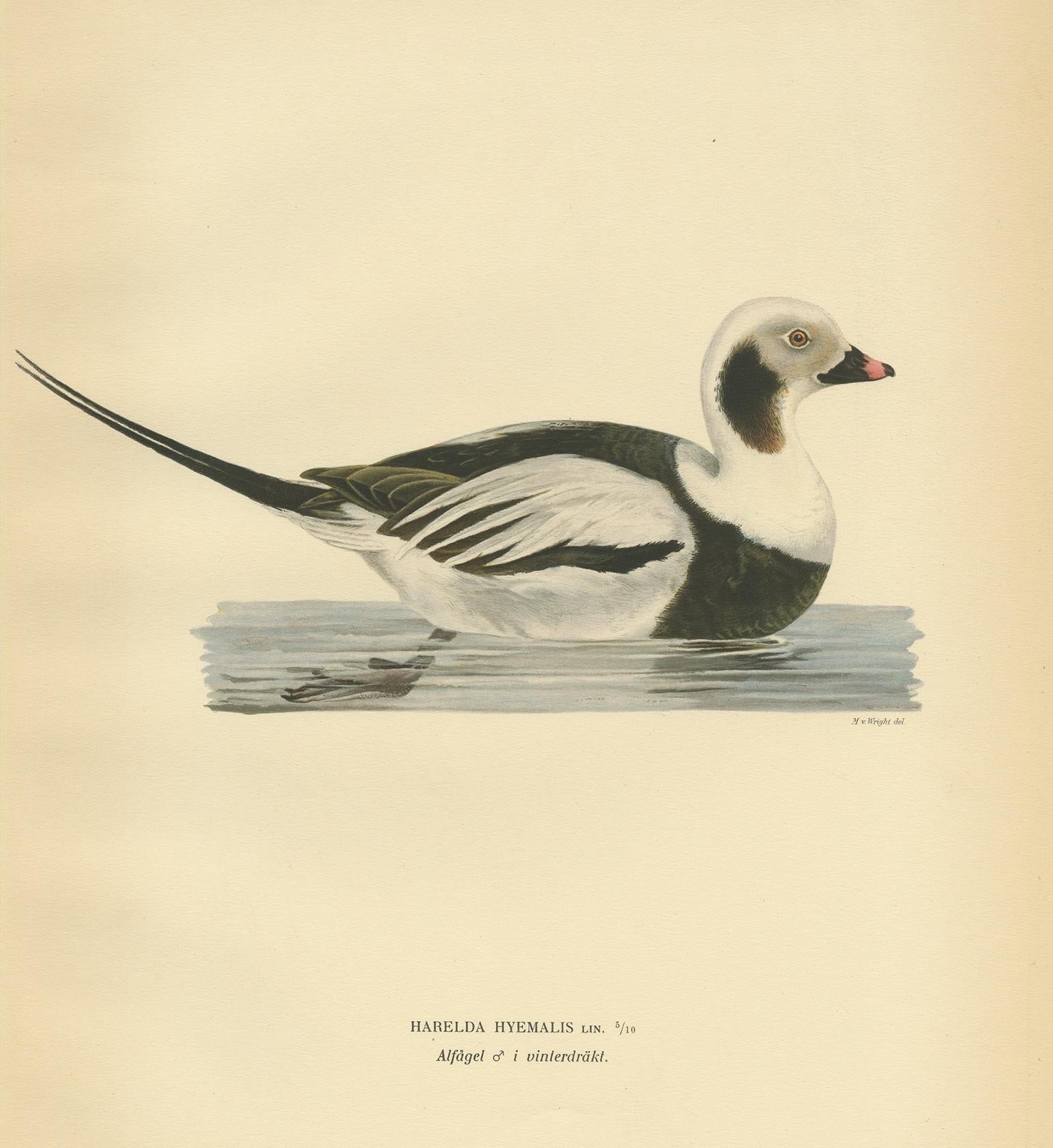 Antique bird print titled 'Harelda Hyemalis'. Old bird print depicting a male long-tailed duck. This print originates from 'Svenska Foglar Efter Naturen Och Pa Stenritade' by Magnus von Wright.