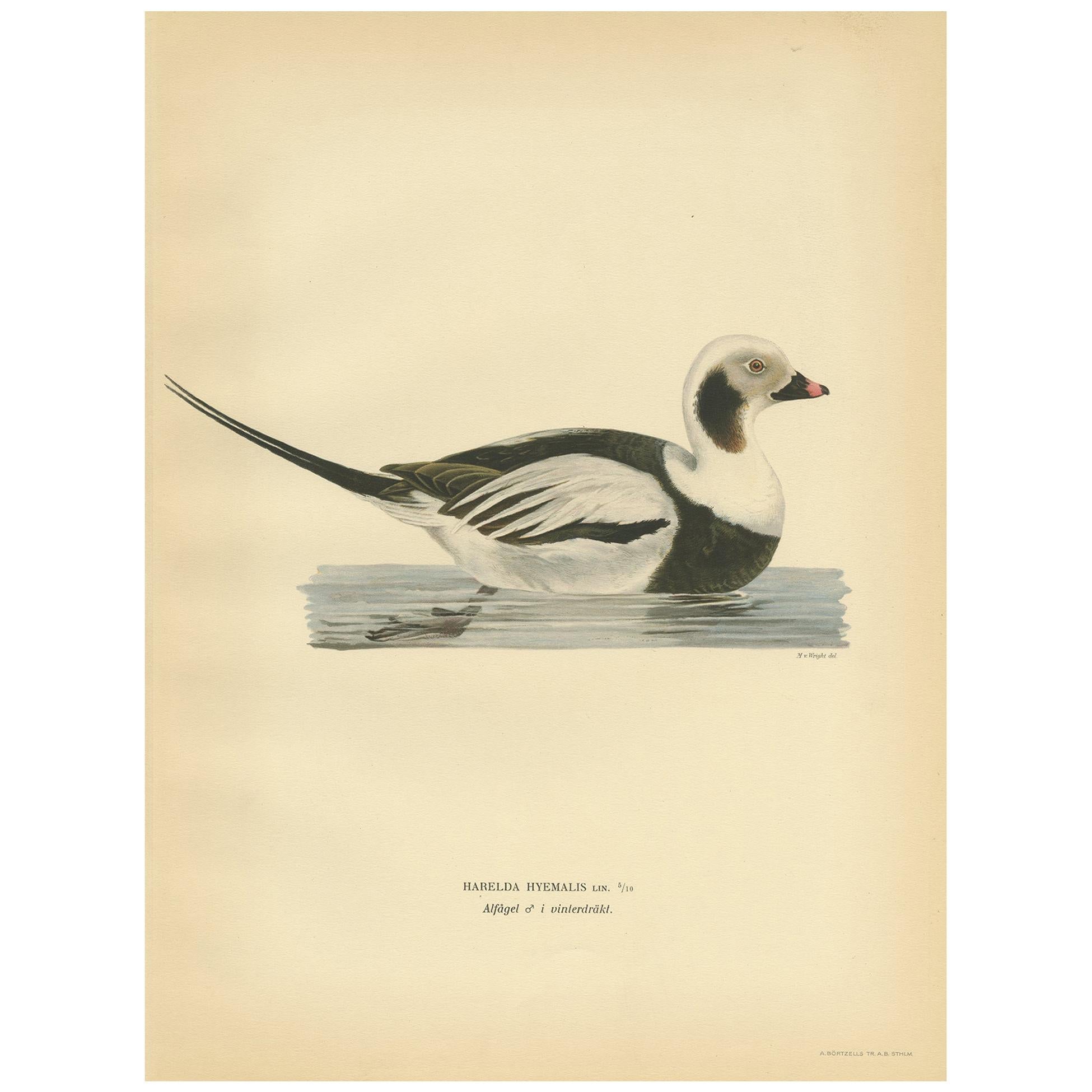 Antique Bird Print of a Male Long-Tailed Duck by Von Wright '1929'